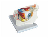 Model of the Eye QH3309-3 نموذج العين