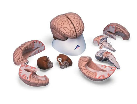Human brain anatomical model 8 parts 504094