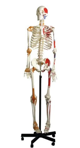 Human skeleton with ligament and muscle insertions - Edgar 504115 هيكل عظمي بشري مع الأربطة والعضلات
