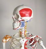 Human skeleton with ligament and muscle insertions - Edgar 504115 هيكل عظمي بشري مع الأربطة والعضلات