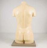 Human Torso without Head 69cm 512131 مجسمات لأجهزة جسم الانسان
