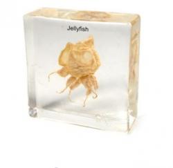 Jelly Fish SI-1304