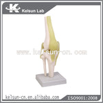 Knee joint (India) مفصل الركبة