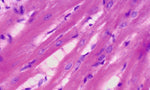 Cardiac Muscle Fibers Microscope Slide