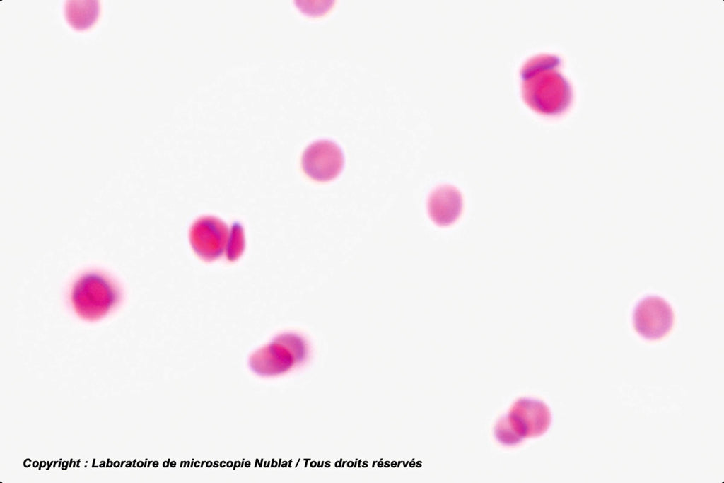 Globules Rouges Biconvexes Free Red Cells, Biconcave Shape in 3D View Microscope Slide – SMARTQAT