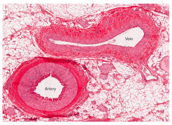 Artery and Vein Microscope Slide – SMARTQAT