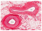 Artery and Vein Microscope Slide - Premium Histology Educational Tool in Qatar