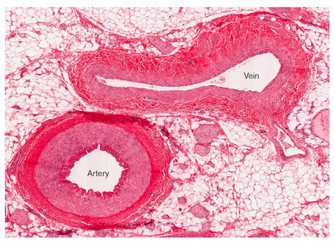 Artery and Vein Microscope Slide