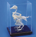 Pigeon Skeleton هيكل عظمي حمامة