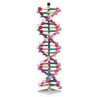 DNA Structure Model- 30 layers