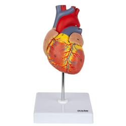 Heart Model- 2 Parts, Natural size