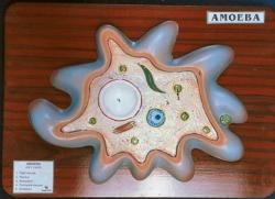 Amoeba Proteus Model