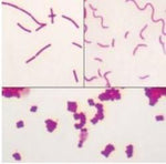 Bacterial Types (Bacillus, Coccus, and Spirillum) Microscope Slide