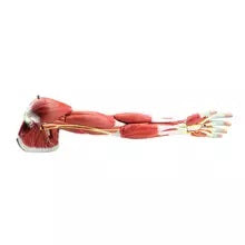 Human Arm Muscles Model 7 Parts Anatomy Model