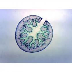 Ammophila Arenaria Leaf Microscope Slide