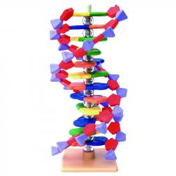 DNA Molecular Model- 12 Layers