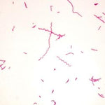 Typical Spirillum Bacteria Microscope Slide