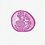 Ascaris suum Female Microscope Slide
