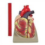 Anatomical Model of the Human Heart in 4 Parts (XXL)