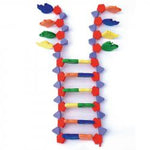DNA Model- 22 Layers