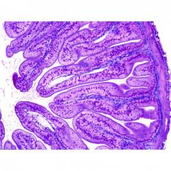Small intestine, villi, mammal Microscope Slide