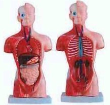 Human Body Model -15 parts