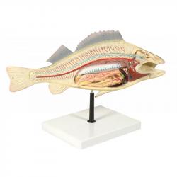 Fish Anatomy (Perch)