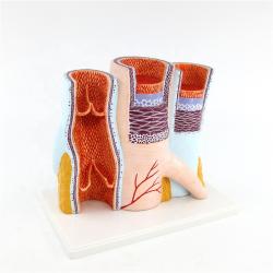 Artery Vein and Capillary Model – SMARTQAT