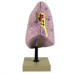 Healthy Lung Model