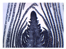 Elodea Stem Tip - Cross Section Microscope Slide