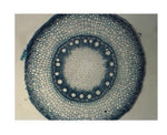 Microscopic slices of root filaments (cross section)575101 (شرائح مجهرية لشعيرات جذرية (مقطع عرضي